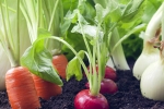Как получить с огорода максимум витаминов и спастись от летней жары