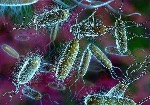 Новые данные об устойчивости к антибиотикам: горизонтальный перенос генов у бактерий не зависит от воздействия на них антибиотиков